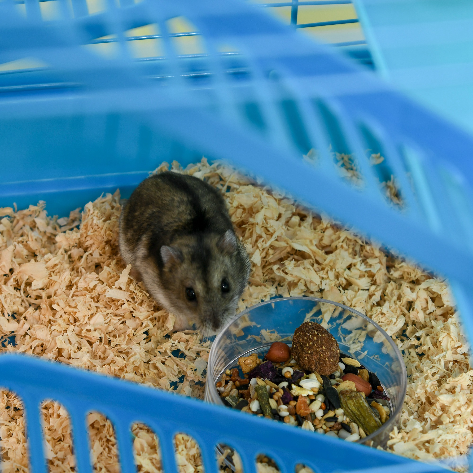 Cage pour Hamster Souris Petit Animaux Rongeur avec Tunnel Mangeoire Roue Jouet 47 x 30 x 59 cm Bleu – vue 9